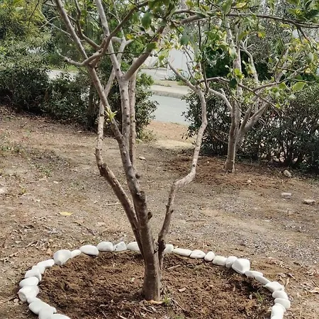 Lovely 1-bed Palm Garden House In Perivolialarnaka Apartament